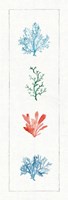 Water Coral VIII Fine Art Print