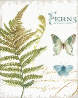 My Greenhouse Botanical III Fine Art Print