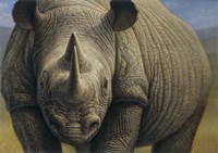 Rhinos Fine Art Print