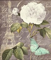 White Rose Fine Art Print