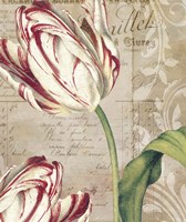 Tulips Fine Art Print