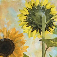 Soleil II Fine Art Print