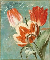 Tulips Ablaze II Fine Art Print