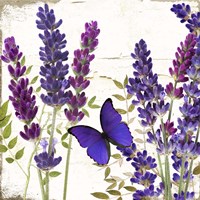 Lavande I Fine Art Print