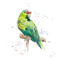 Amazon Parrot II Fine Art Print