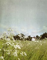 In the Pasture Fine Art Print