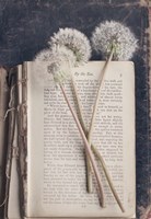 By The Sea (Book) Fine Art Print