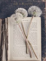 Life is Beautiful Fine Art Print