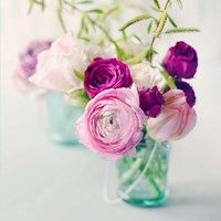 Pink Ranunculus Fine Art Print