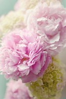 Soft Pink Blooms Fine Art Print