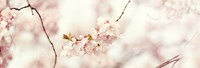Cherry Blossom Fine Art Print