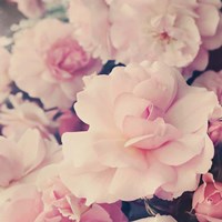 Pink Blossoms I Fine Art Print