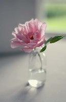 Evening Blooms Fine Art Print