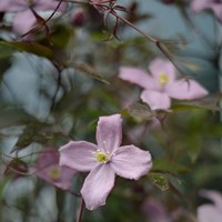 Springtime I Fine Art Print