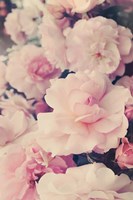 Pink Blossoms I Framed Print