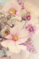 Pink Blossoms II Framed Print