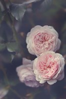 Hiding Blooms Fine Art Print