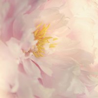 Bloom Fine Art Print