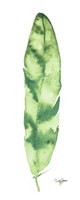 Green Feather Fine Art Print