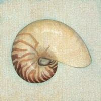 Coastal Treasures III Fine Art Print