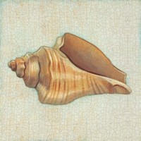 Coastal Treasures II Fine Art Print