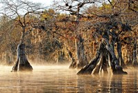 Cypress Creek I Framed Print