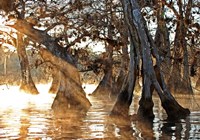 Cypress Creek II Fine Art Print