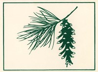 Green Pine Fine Art Print