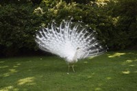 Peacock Fine Art Print