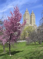 Central Park Spring Colors Fine Art Print