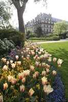 Paris Flowers Fine Art Print