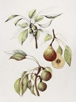 Pine Street Pears Fine Art Print
