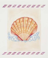 Shell Cardita Fine Art Print