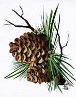 Pine Cone Framed Print