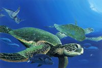 Green Sea Turtles Fine Art Print
