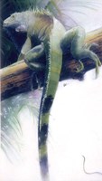 Iguana Fine Art Print