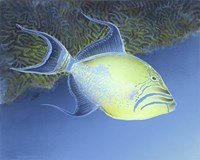 Trigger Fish Fine Art Print