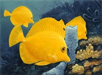 Yellow Tangs Fine Art Print