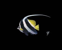 Bannerfish Fine Art Print