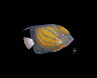 Blue Ring Angelfish Fine Art Print