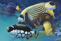 Emporer Angel Fine Art Print