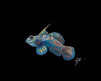 Mandarin Fine Art Print