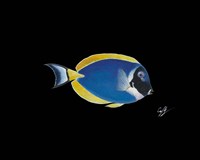 Powder Blue Tang Fine Art Print
