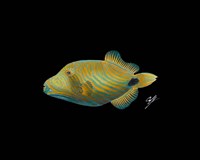 Undulate Trigger Fine Art Print