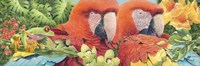 Scarlet Macaws Fine Art Print