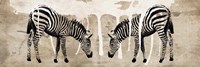 Two Zebras Fine Art Print