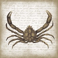 Crab II Fine Art Print