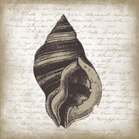 Shell II Framed Print