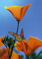 Blessed By The Sun Fine Art Print