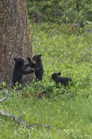 3 Black Bear Cubs (YNP) Fine Art Print